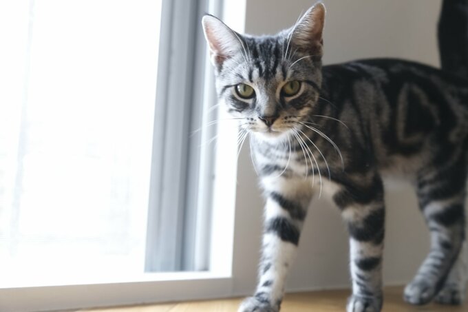 ミッドセンチュリー×キャットウォークで「子猫も遊べる」レトロモダン空間に!