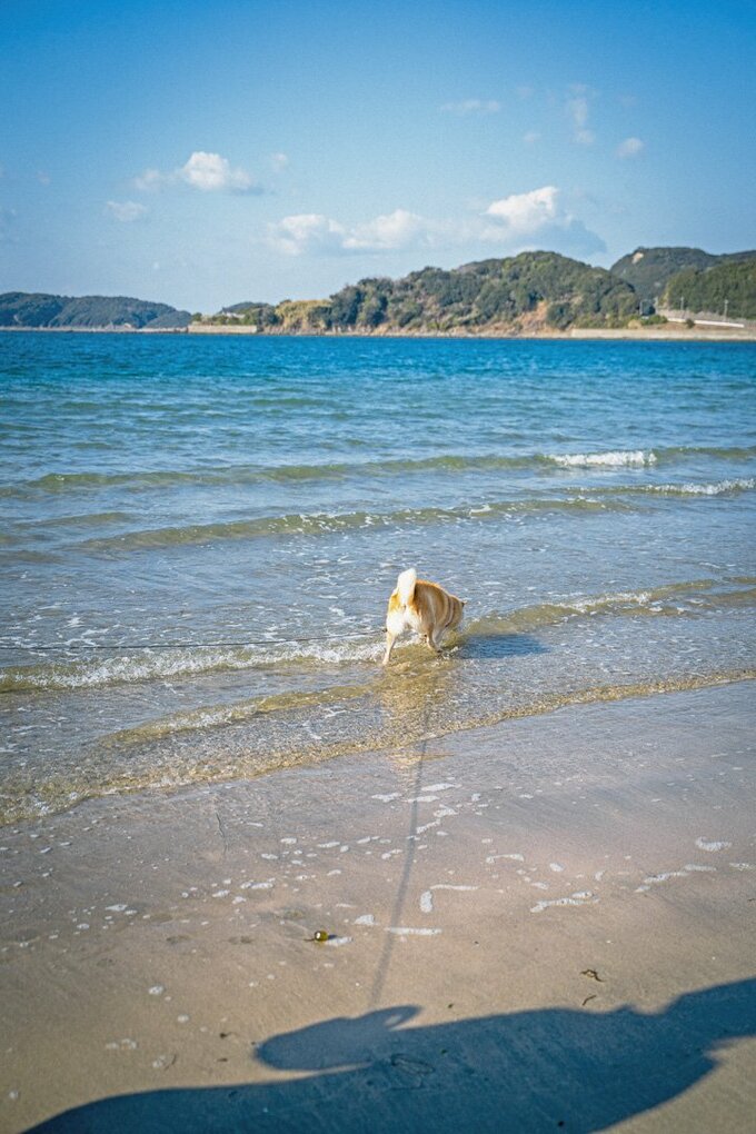 海を走る犬
