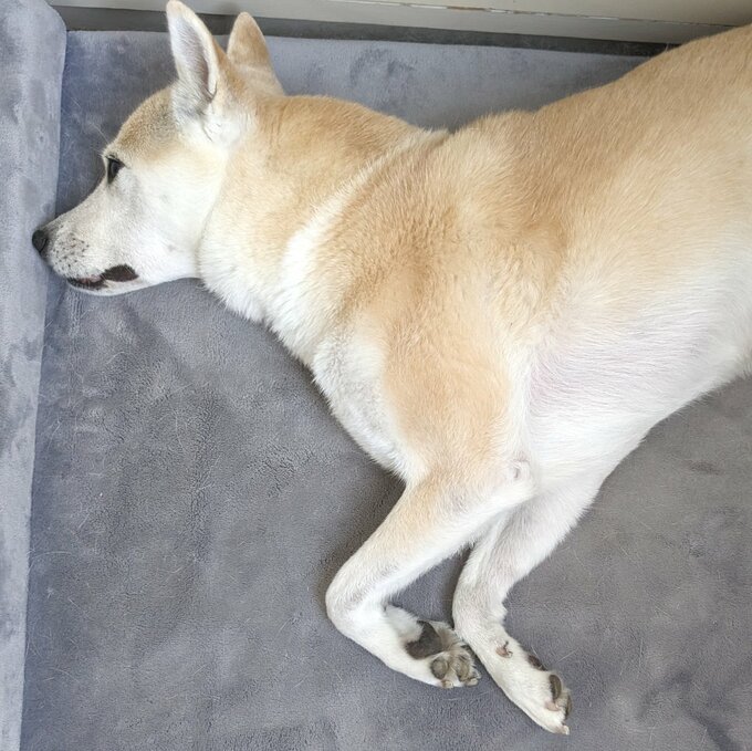 肉球を見せて寝ているようす