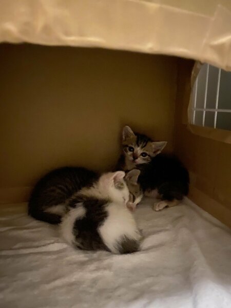 ゲージに入る猫