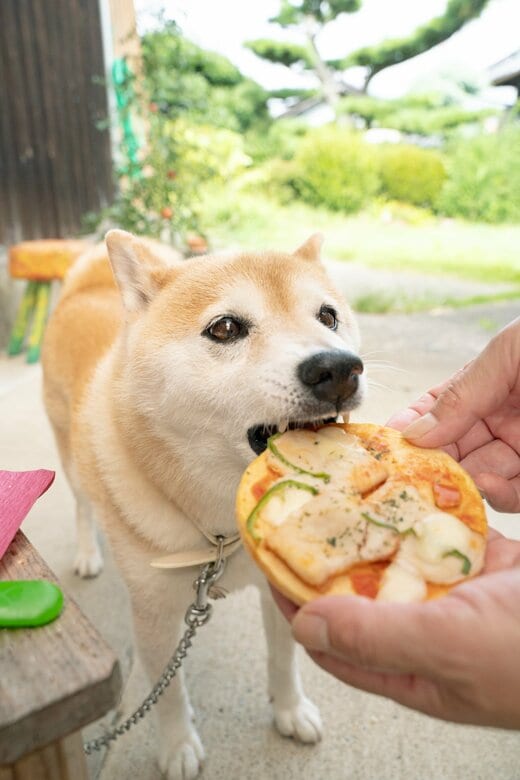 ピザを食べる犬