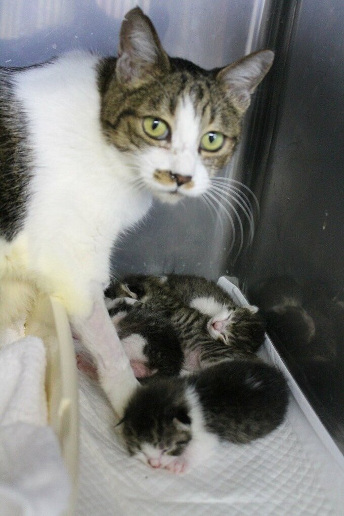 母猫と子どもたち