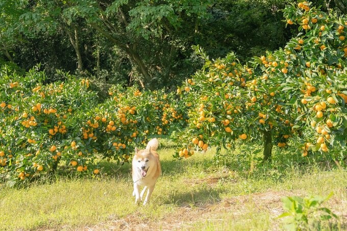 犬