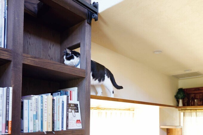 キャットウォーク