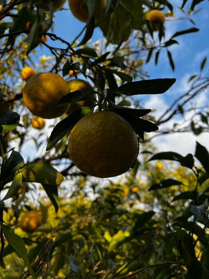 みかんの木