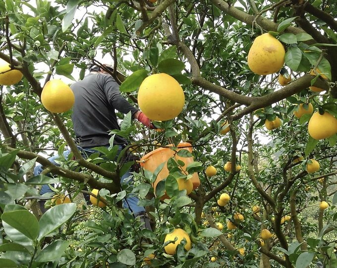 愛南町の酒井さん