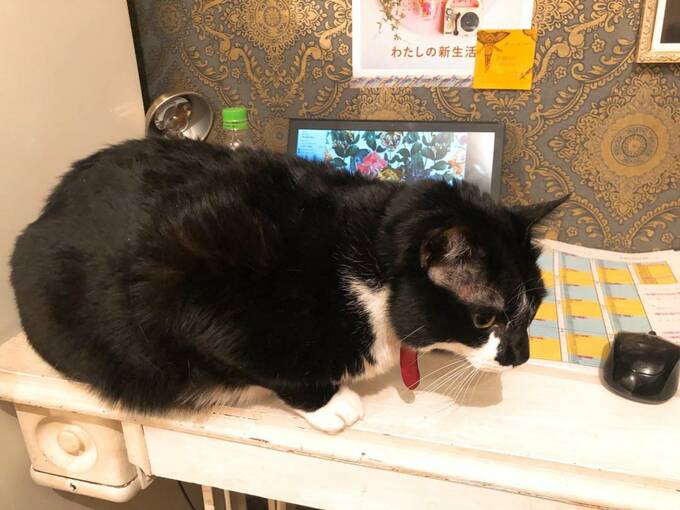 作業台にネコ