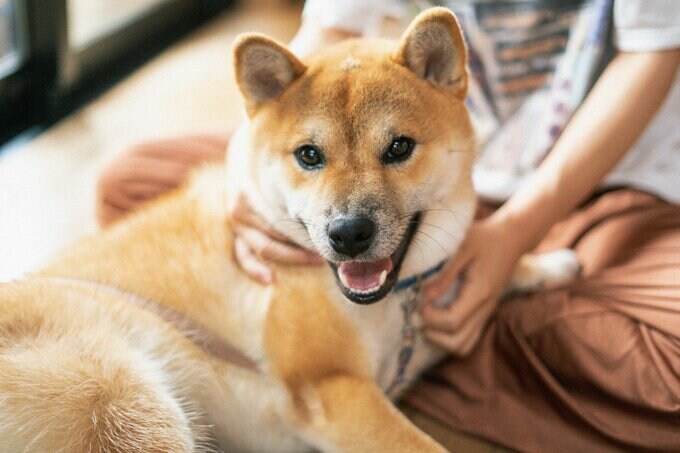 親戚の犬