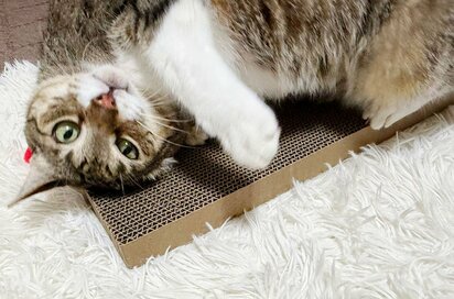 セリアの110円「猫グッズ」が優秀すぎる。リピ買い必須の4アイテム、またたびつき段ボール爪とぎも