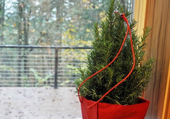 クリスマスツリー