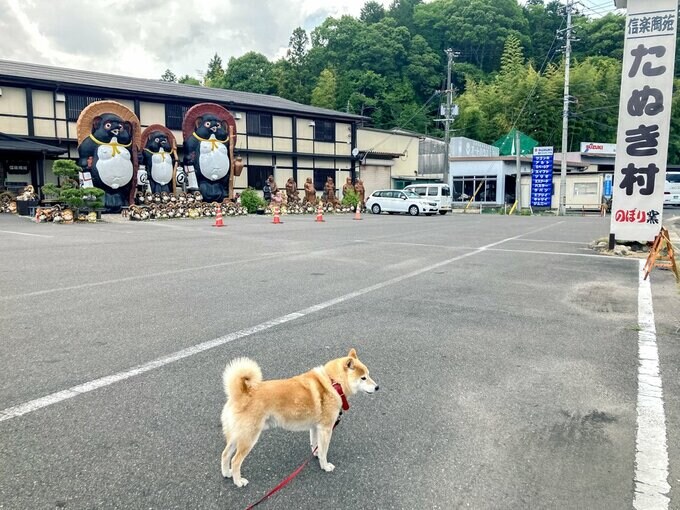 焼き物の里で信楽たぬきと犬の出会い わが家に幸せを招くもの Esseonline エッセ オンライン 焼き物の里で信楽たぬきと犬の出会い わが家に幸せを招くもの Esseonline エッセ オンライン