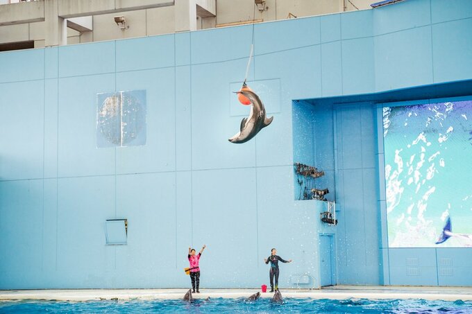 驚異のジャンプ力