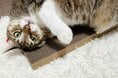 セリアの110円「猫グッズ」が優秀すぎる。リピ買い必須の4アイテム、またたびつき段ボール爪とぎも