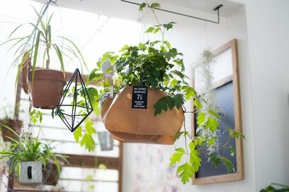 袋を使うだけで観葉植物がなぜかおしゃれに!?流行のアレンジ技を紹介