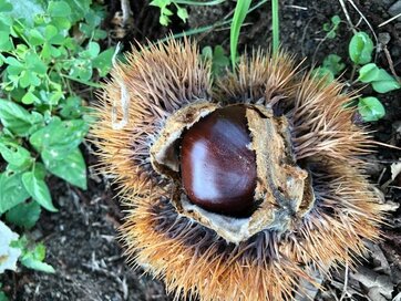 子育てが終わって生まれた時間。栗拾いに挑戦してみました