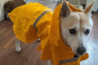 わんこの雨の日のおでかけ。嫌いなレインコート着た反応がすごかった