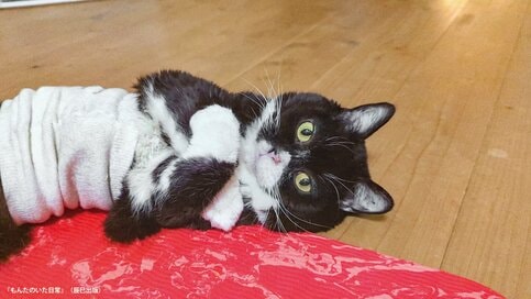 懸命に生きた猫・もんたと飼い主の暮らし。「つきっきりで一緒に闘った」クリスマスイブの思い出