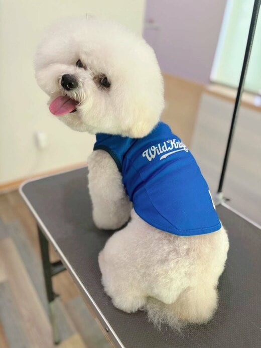 ラグビーユニフォームを着た犬