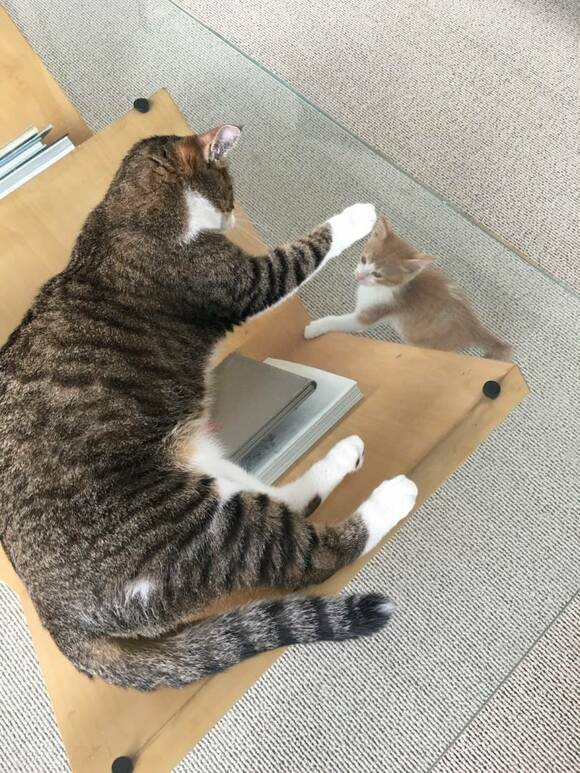 高いところと低いところに猫