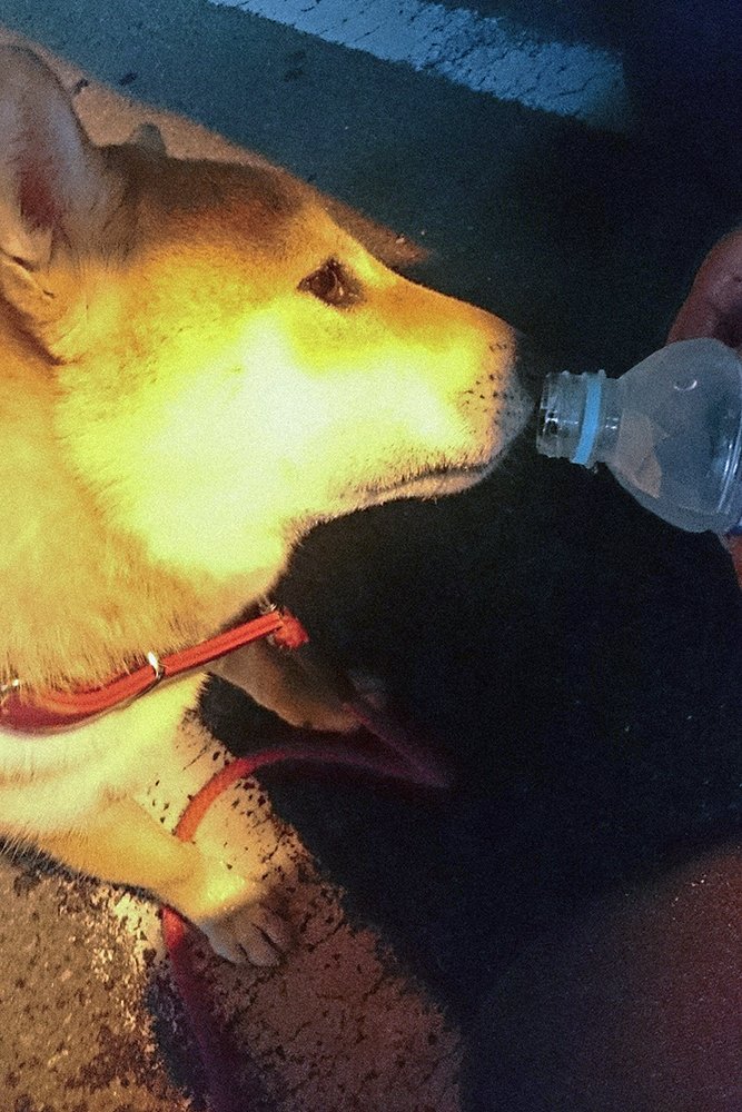 オモチャが屋根の上に その瞬間の犬の表情ときたら Inubot回覧板 Esseonline エッセ オンライン