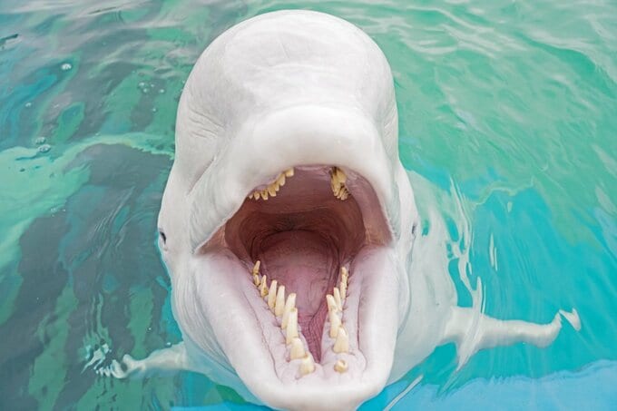 口をあけてるシロイルカ