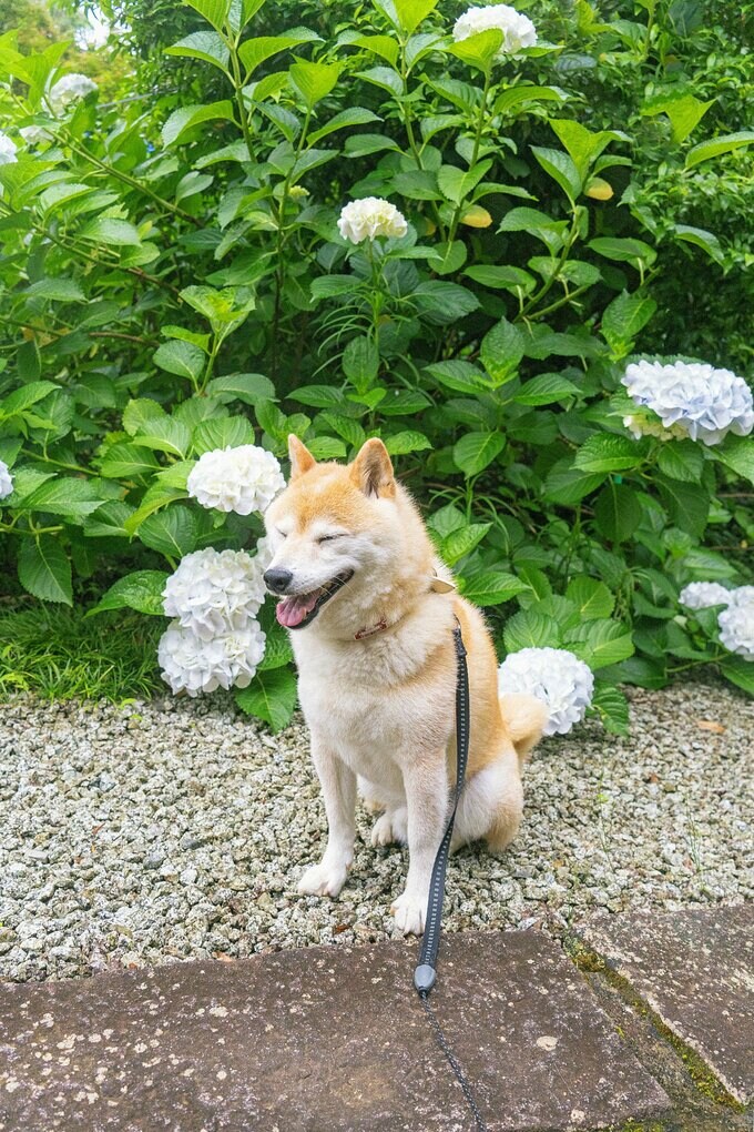 犬