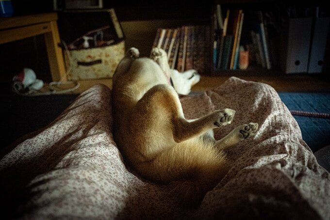 吠えずに迎えてくれる