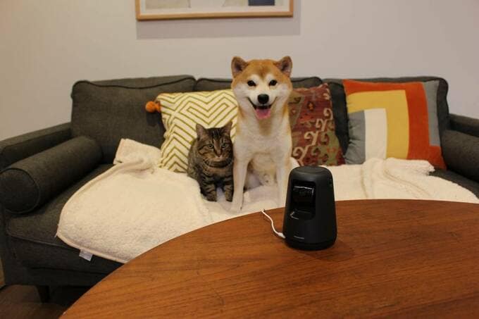 ペットカメラと柴犬と猫