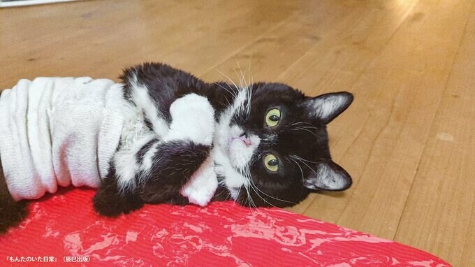 手づくりの腹巻きはファンからのプレゼント。とてもうれしかった。（写真・もんたの飼い主）