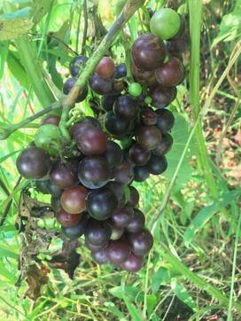 猿との闘いに勝ち、ブドウが収穫できた＜暮らしっく第3回＞