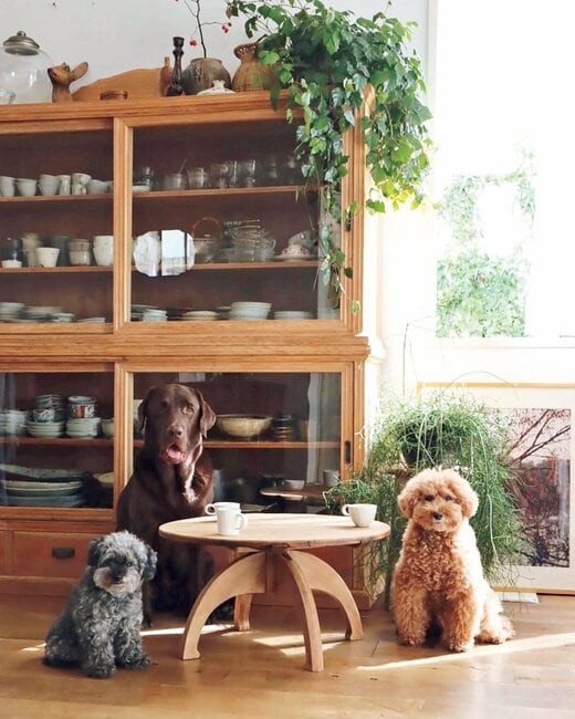 水屋箪笥の前に新入りの丸テーブルをセッティン グ。わんこが囲んで、なんだかお茶の間気分。棚上 から伸びる葉っぱが暑さを和らげてくれます