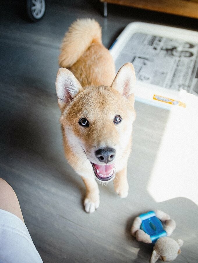 犬が5歳の誕生日を迎えた