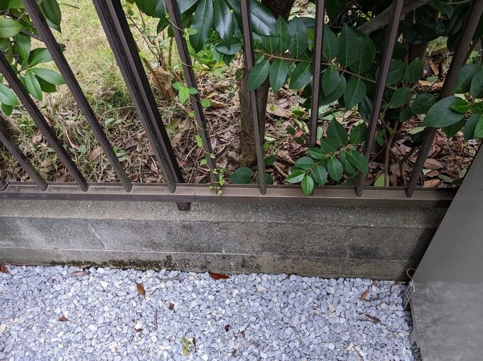 隣家の植栽とわが家の砂利