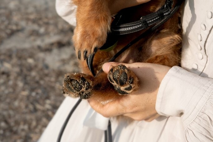 犬の足
