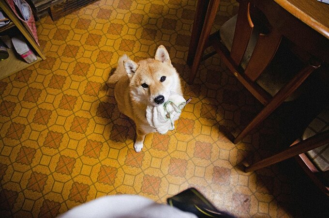 私なりに犬と暮らしてやってきた