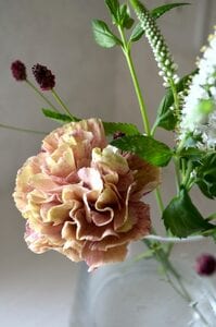 毎日違った表情で楽しむ