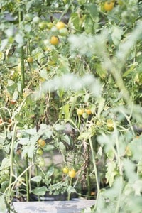 ミニトマトの苗