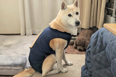 保護犬と暮らして約8年。元気で長く暮らすために始めたこと