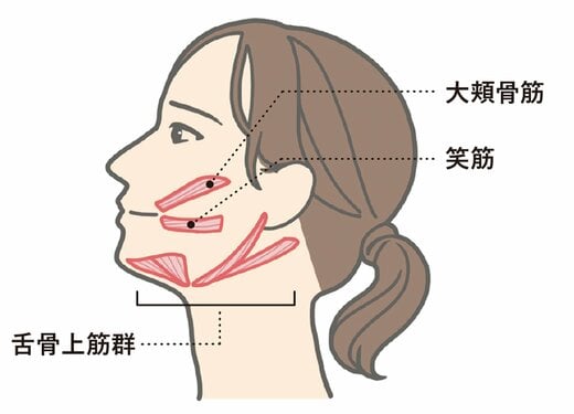 顔下半分の筋肉