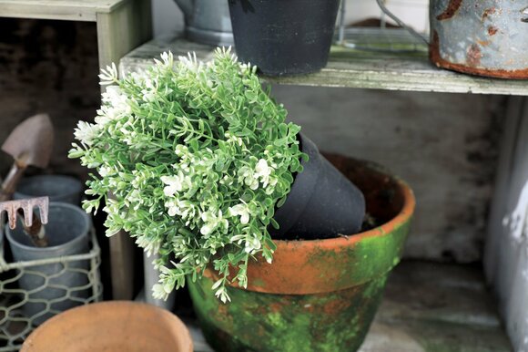 深めの植木鉢に入れ替えるのがポイント