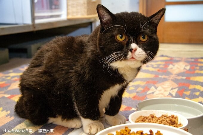 ずっともんたの食事に気をつかい、一喜一憂してきた。(写真・芳澤ルミ子)