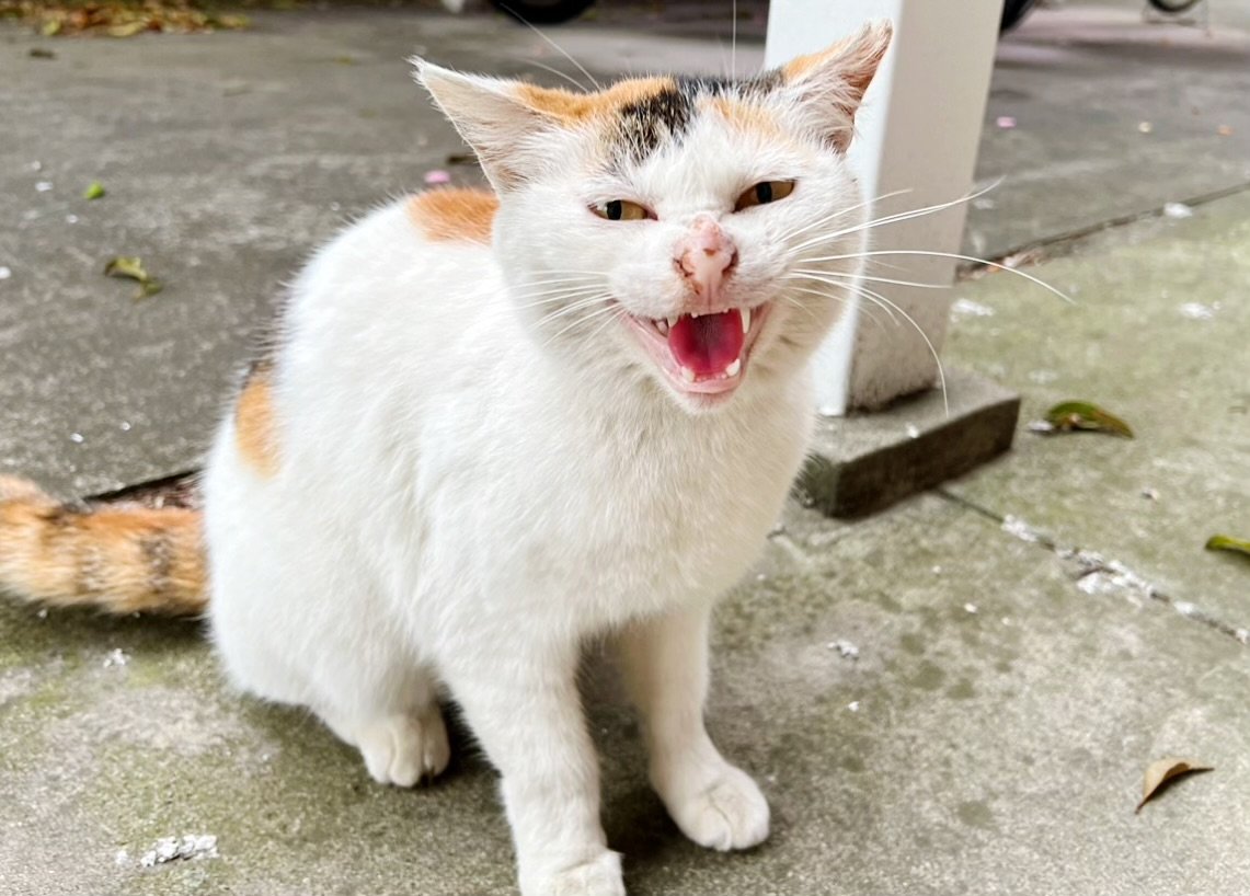 野良猫 913535a3e628da7c2761405184ba9a