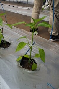 whitepinkさんのパプリカの農業体験記