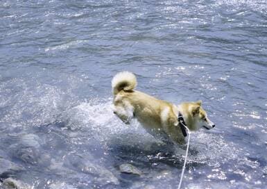 ペットをかわいく撮影する！自然な表情を逃がさないコツ