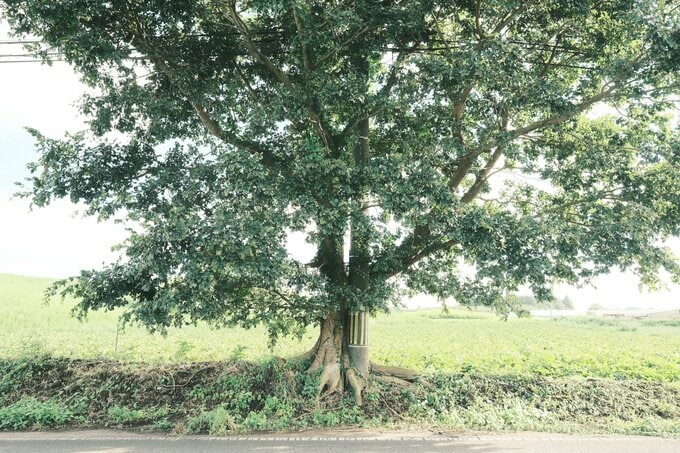 電柱:受賞作品7