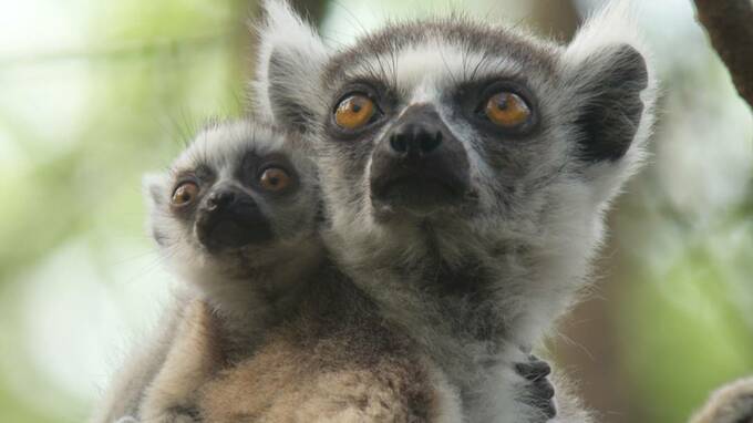 子連れで戦うサルに恋多き鳥 動物たちのおもしろ子育て Esseonline エッセ オンライン