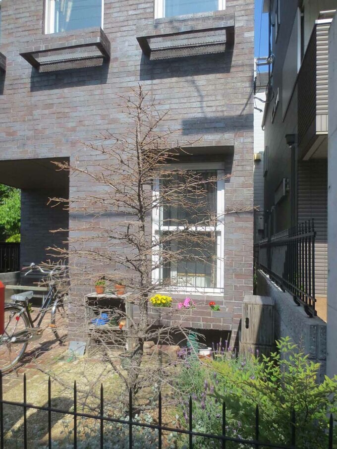 酷暑の夏があり耐えきれずに枯れてしまった