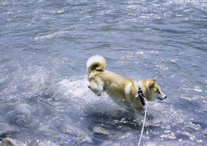 川に入っている犬の写真