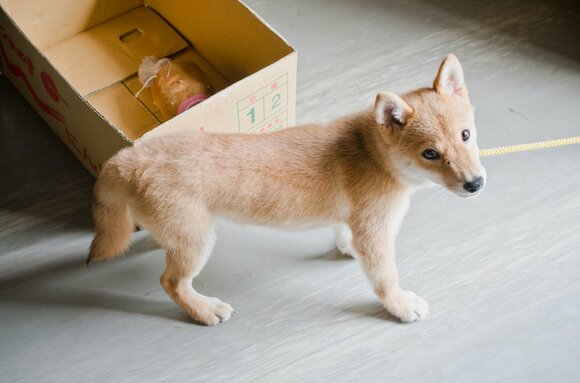 5月7日で4歳になりました