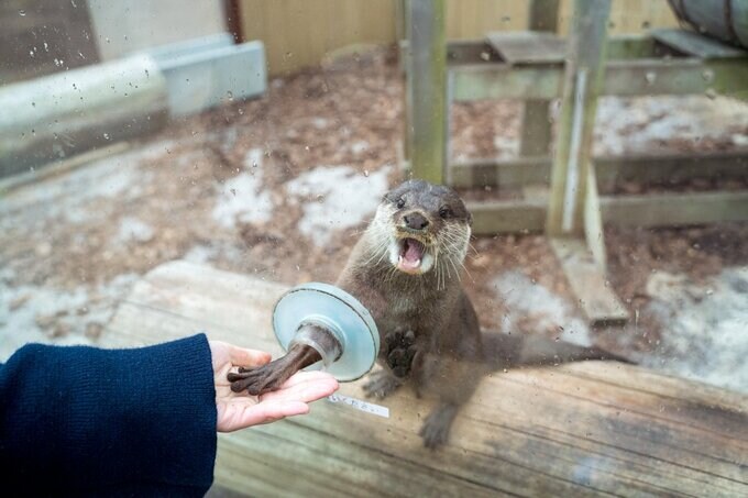 カワウソとあくしゅ